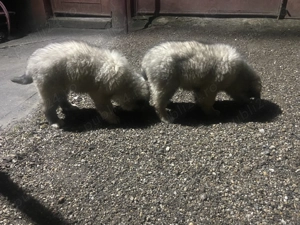 Căței Ciobănesc romanesc carpatin  - imagine 4