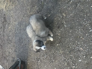 Căței Ciobănesc romanesc carpatin  - imagine 2