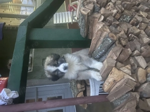 Căței Ciobănesc romanesc carpatin  - imagine 3