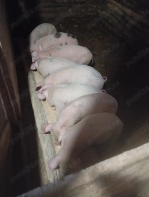 purcei de vânzare  - imagine 5