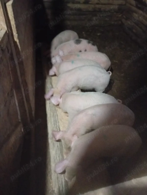 purcei de vânzare  - imagine 3