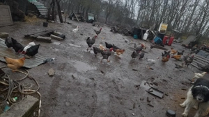 gaini si cocosi si porumbei - imagine 2