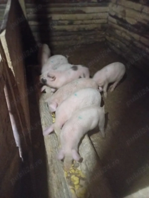 purcei de vânzare  - imagine 4