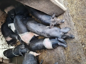 Soldani bazna de vânzare.