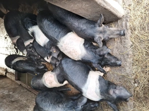 Soldani bazna de vânzare. - imagine 2