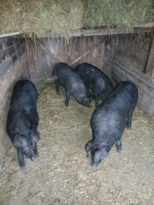porci de vanzare