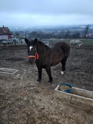 Vând mânză de 8 luni - imagine 5