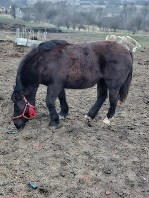 Vând mânză de 8 luni - imagine 2