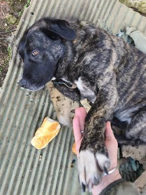 Cățelușa sterilizata abandonată spre ADOPTIE - imagine 2