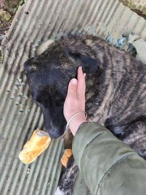 Cățelușa sterilizata abandonată spre ADOPTIE