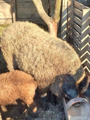 Porc mangalita! - imagine 2