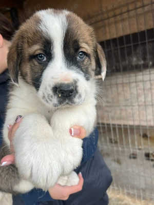 Vand femela ciobanesc asia centrala - imagine 2