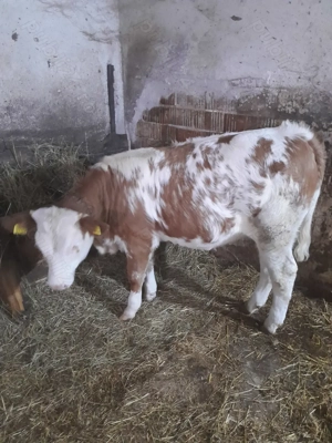 Vand juninca - imagine 3