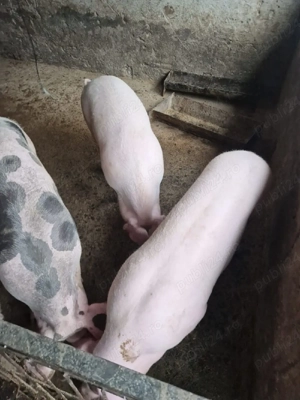 vănd porci - imagine 2