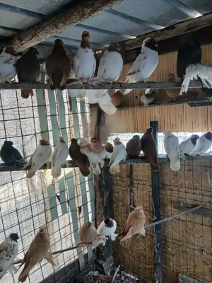 Jucatori de Botoșani  - imagine 5