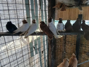 Jucatori de Botoșani  - imagine 4