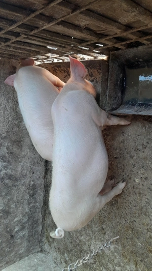 De vanzare grasuni landrace