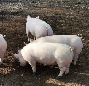 Grăsuni de vânzare 