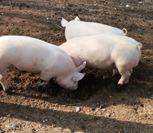 Grăsuni de vânzare  - imagine 5