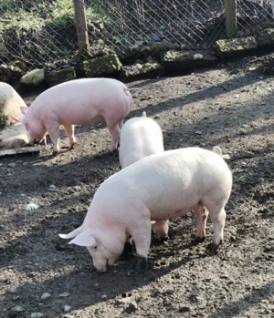 Porci de vânzare 