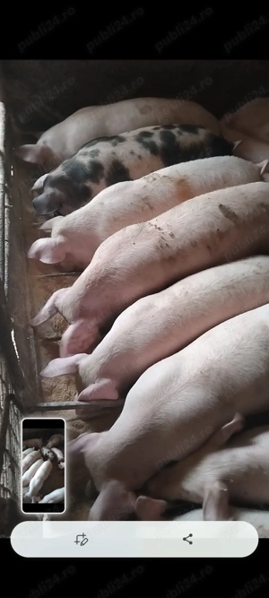 Soldani de vînzare  - imagine 2