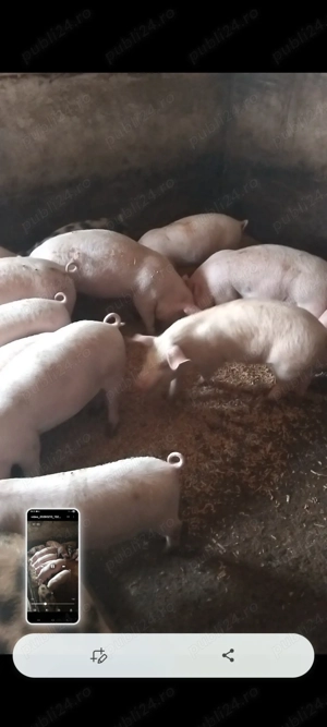 Soldani de vînzare  - imagine 4