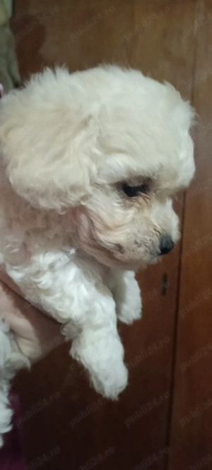 vand pui maltipoo
