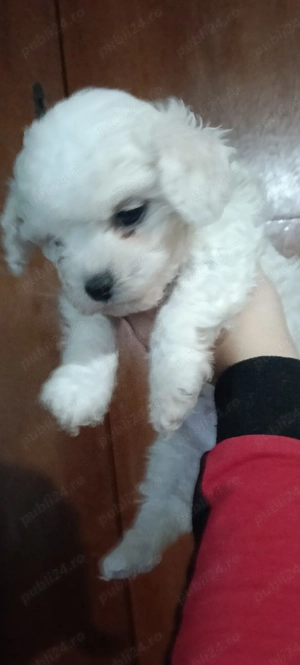 pui Maltipoo - imagine 2