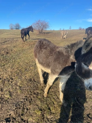 Vand 3 magarite din 4 