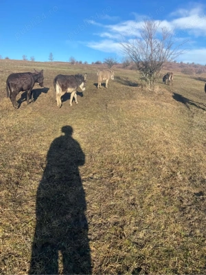 Vand 3 magarite din 4  - imagine 2