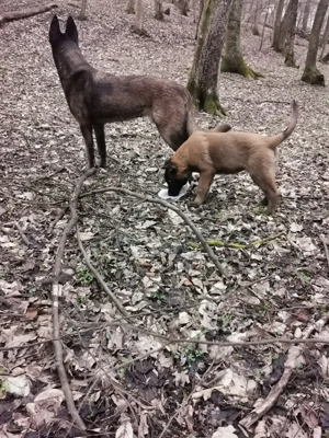 Ciobănesc belgian malinoise 