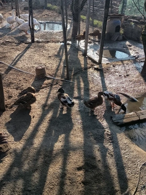 Rațe sălbatice domesticite