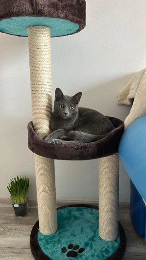 Motănel, Albastru de Rusia - imagine 4