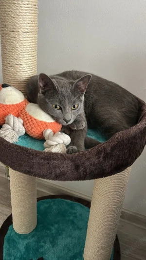 Motănel, Albastru de Rusia