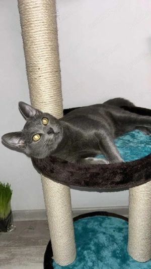 Motănel, Albastru de Rusia - imagine 2