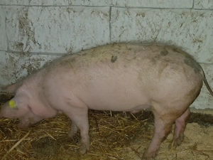 Scrofite pt reproducere disp - imagine 2