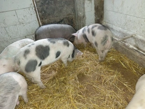 Scrofite pt reproducere disp - imagine 4