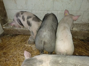 Scrofite pt reproducere disp - imagine 3