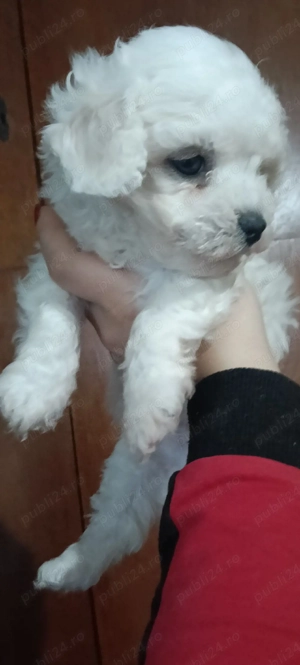 vand pui maltipoo - imagine 2