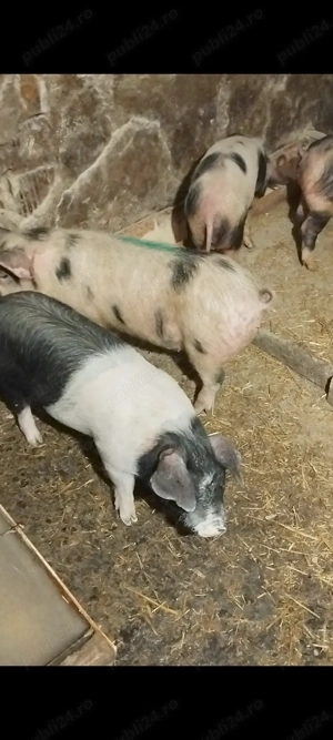 Vând șoldani la 30-35 kg