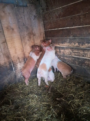 purceluși disponibili - imagine 2