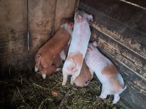 purceluși disponibili