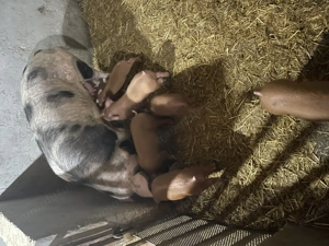 Purcei de vanzare - imagine 3