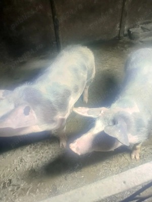 vând porci  - imagine 5