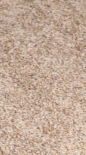 Orzoaica de primavara 2025