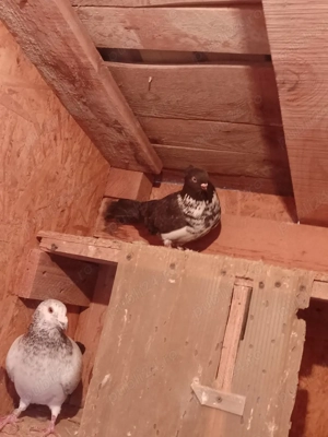 De vanzare porumbei jucatori - imagine 3