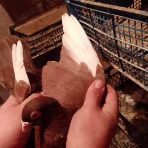 De vanzare porumbei jucatori - imagine 2