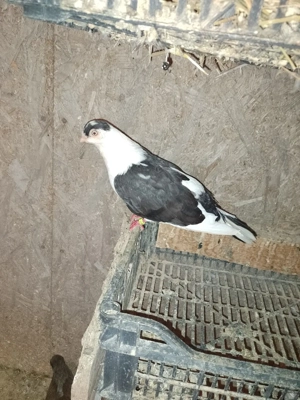 De vanzare porumbei jucatori - imagine 5