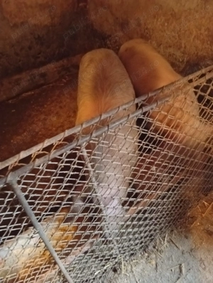 Vind porci - imagine 2