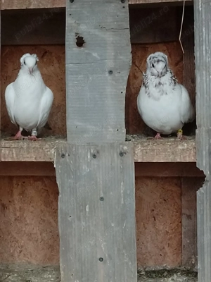 De vanzare porumbei jucatori - imagine 4